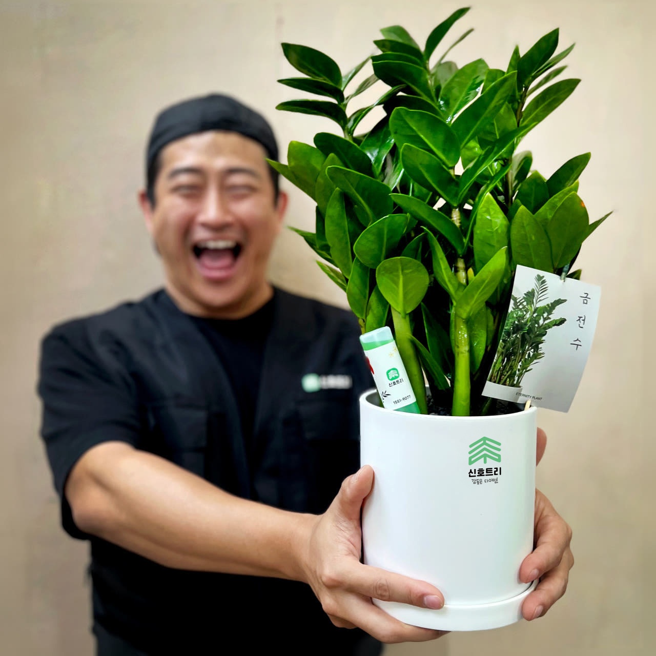 친환경 공기 정화의 아이콘, 관엽식물 금전수 화환 추천